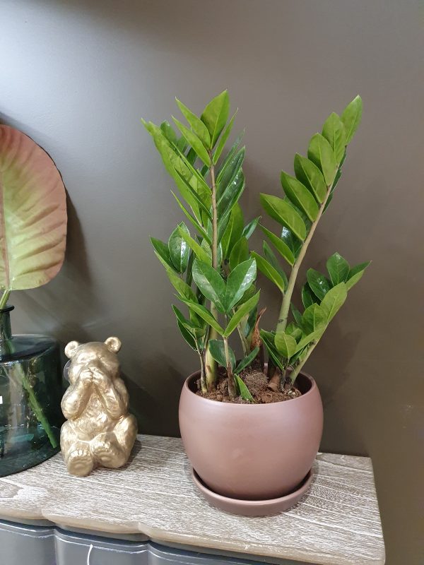 Le Zamioculcas
