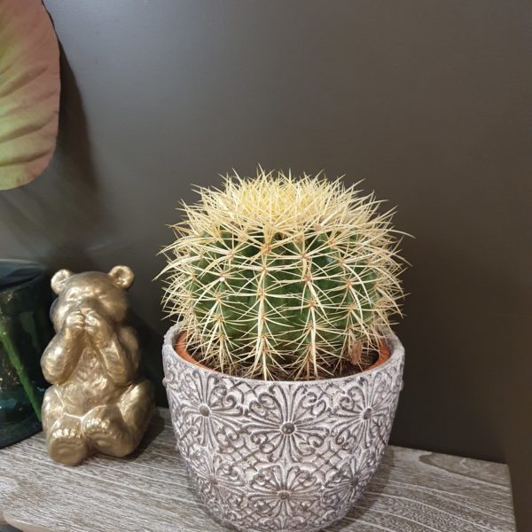 Plante Le cactus