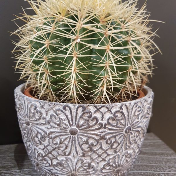 Plante Le cactus - Gros plan