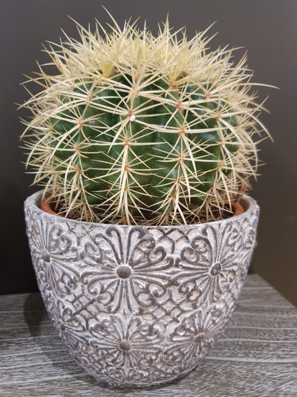 Plante Le cactus - Gros plan