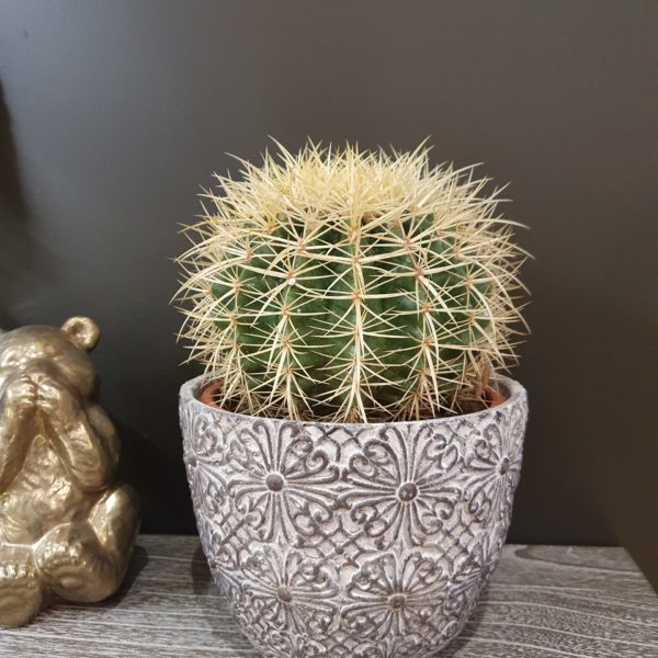 Plante Le cactus - Vue profil