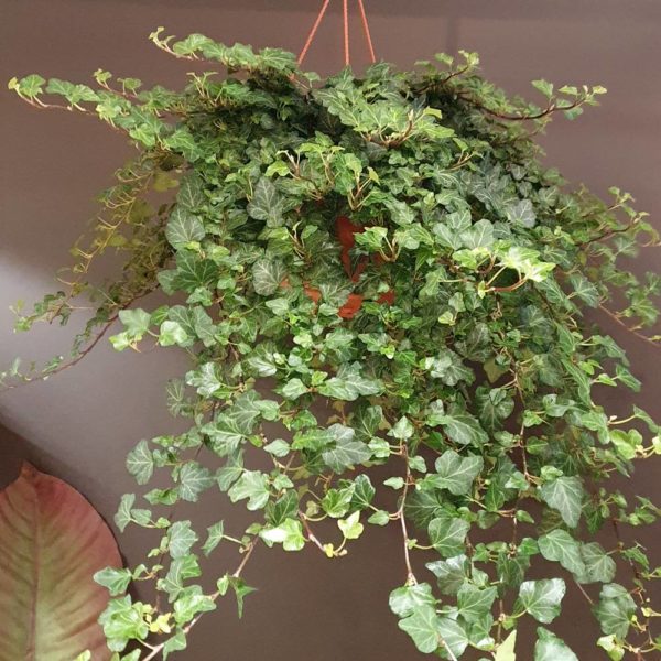 Plante Le lierre