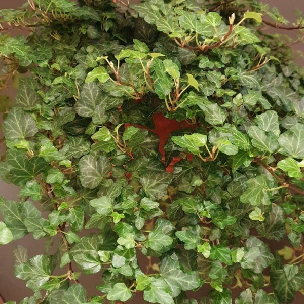Plante Le lierre - Vue profil