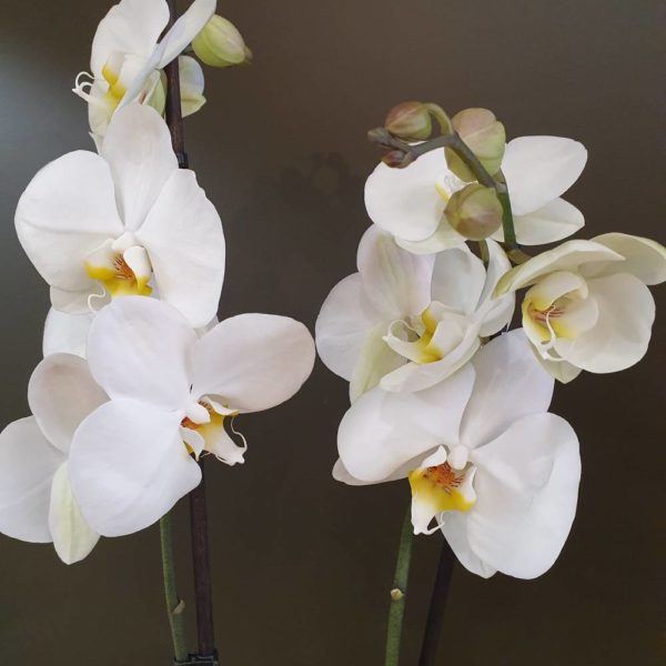 Plante Orchidée - Blanche