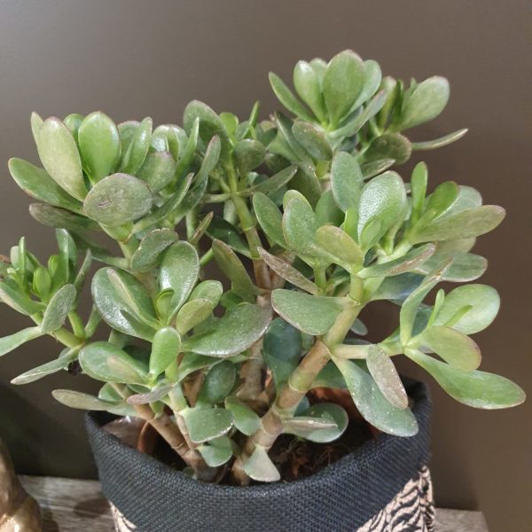 Plante Crassula - Gros plan