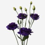 Lisianthus mauve