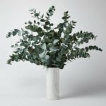Eucalyptus