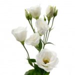 Lisianthus blanc