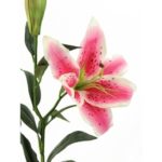 Lys oriental rose