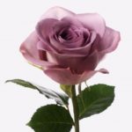 Rose mauve