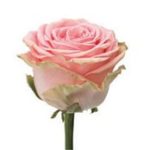Rose rose