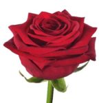 Rose rouge
