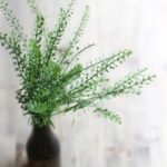 Thlaspi