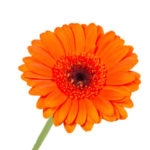 Gerbera orange