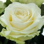 Rose blanche