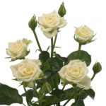 Rose branchue crème